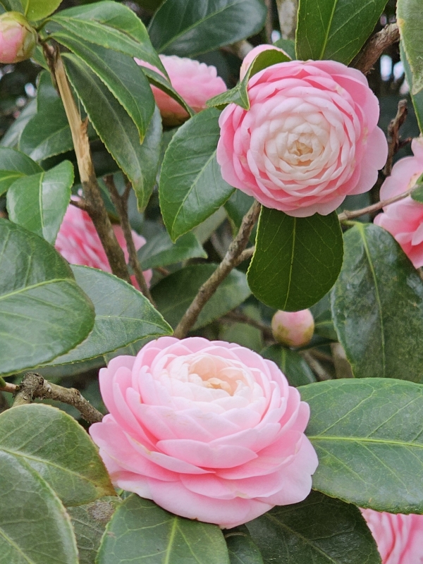 Pink Perfection Camellia, Otome Camellia - Shrubs & Trees - All